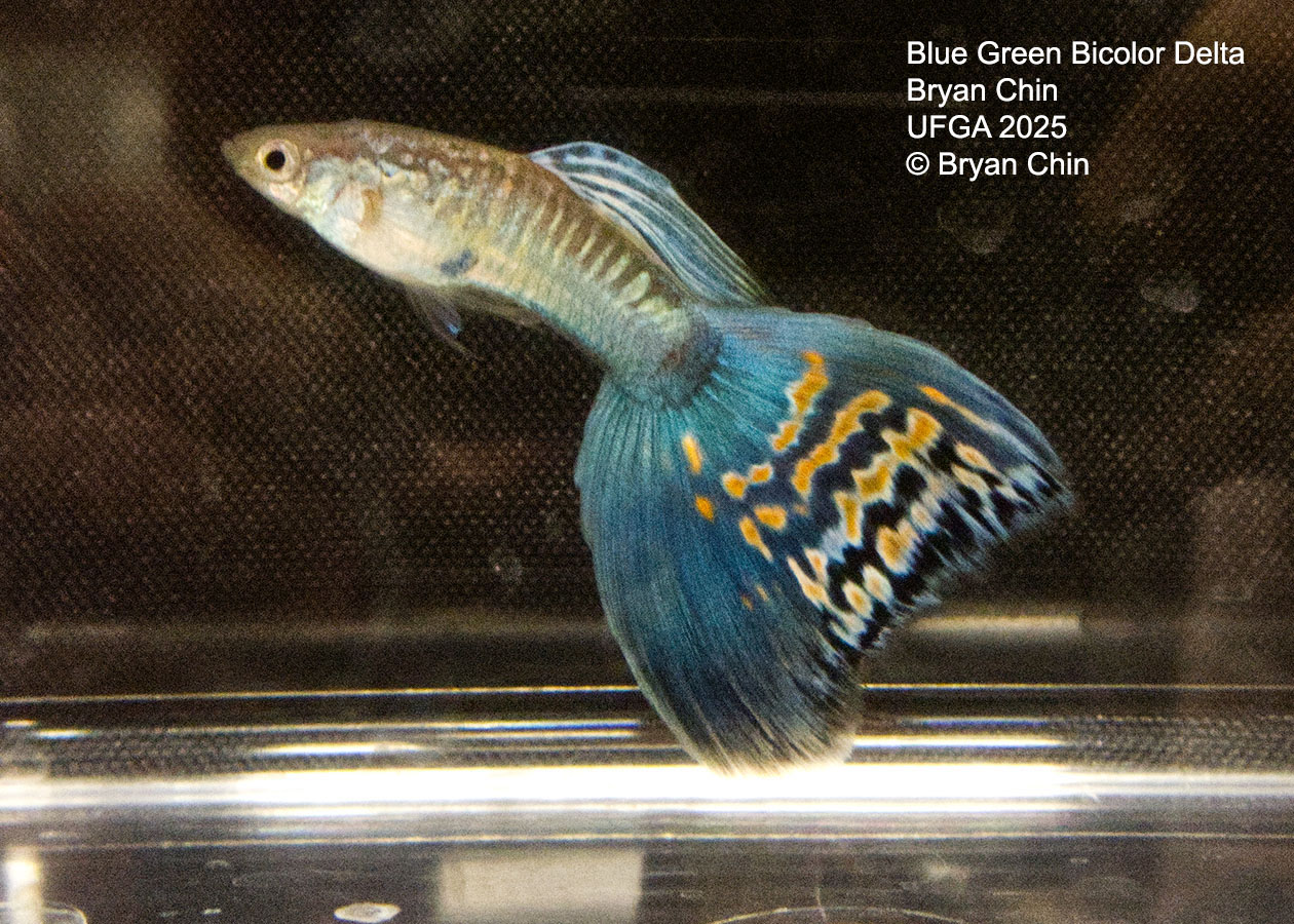 Guppy Blue Green Bicolor
